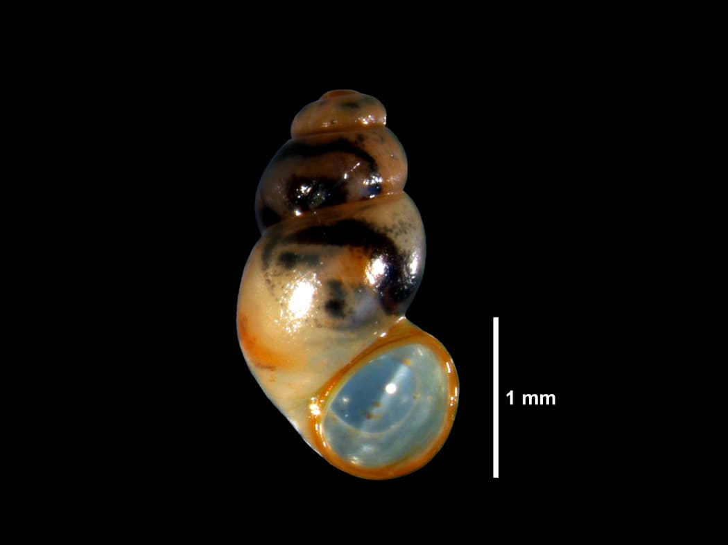 Greta Thunberg Freshwater Snail