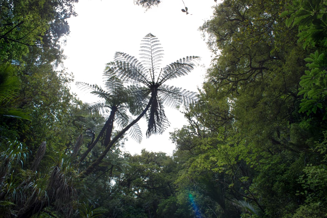 New Zealand forest. A fern sits in the center of frame.