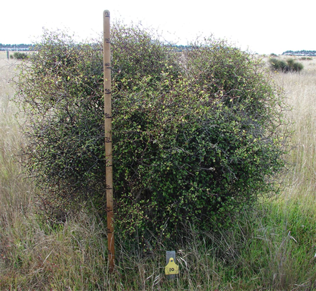 Shrubby tororaro.