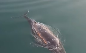 A whale has been spotted at Wellington Harbour.