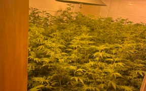 Police found over 500kgs of cannabis plants at an Auckland house.