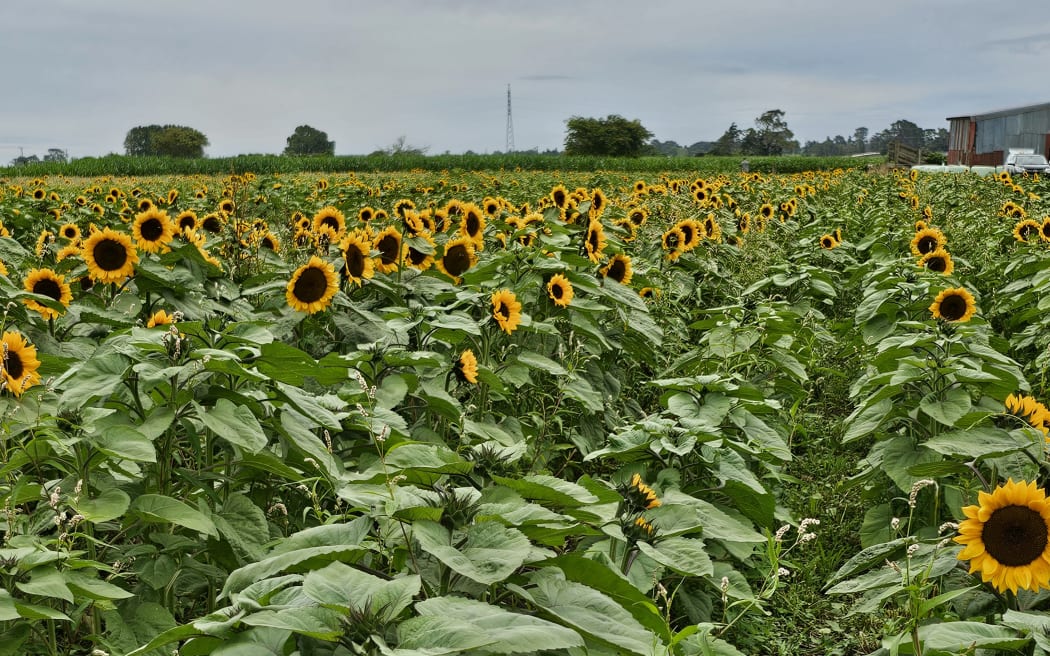 Huirangi Sunflower Field at 631 Waitara Rd in Taranaki.