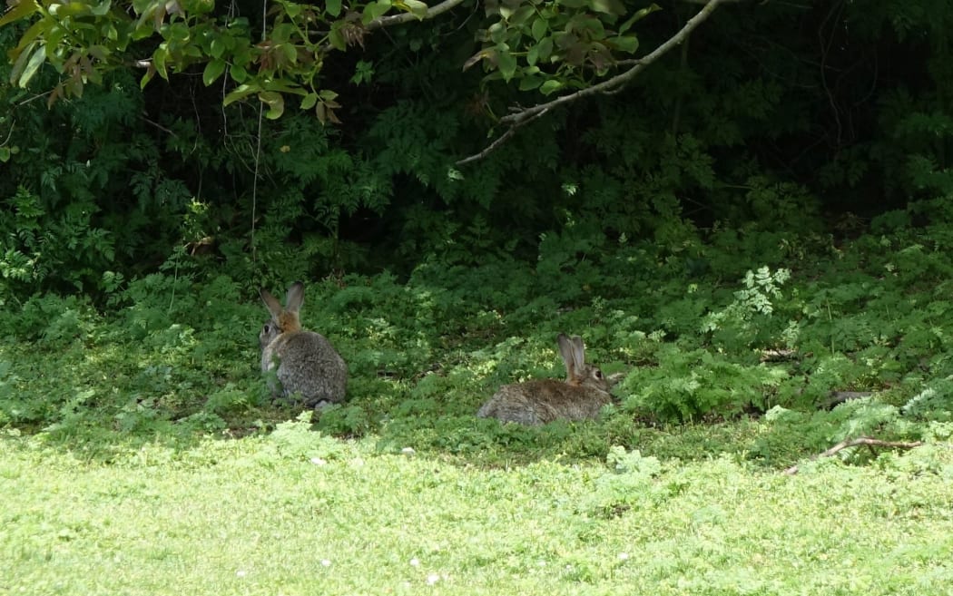 Residents were pinning their hopes on an application for the release of a new strain of the Rabbit Haemorrhagic Virus Disease, Jan Wheeler said.