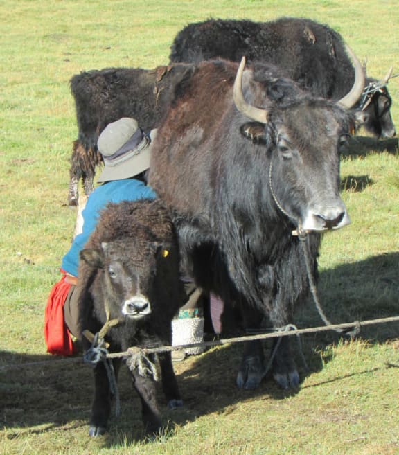 Yaks being milked on the Tibetan Plateau.