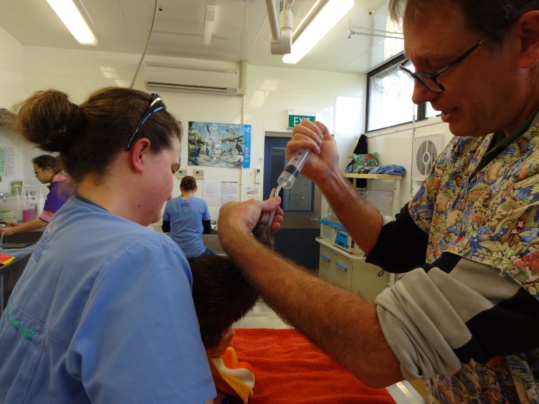 Resident vet Megan Jolly and Wildbase director Brett Gartrell are treating an injured kiwi.