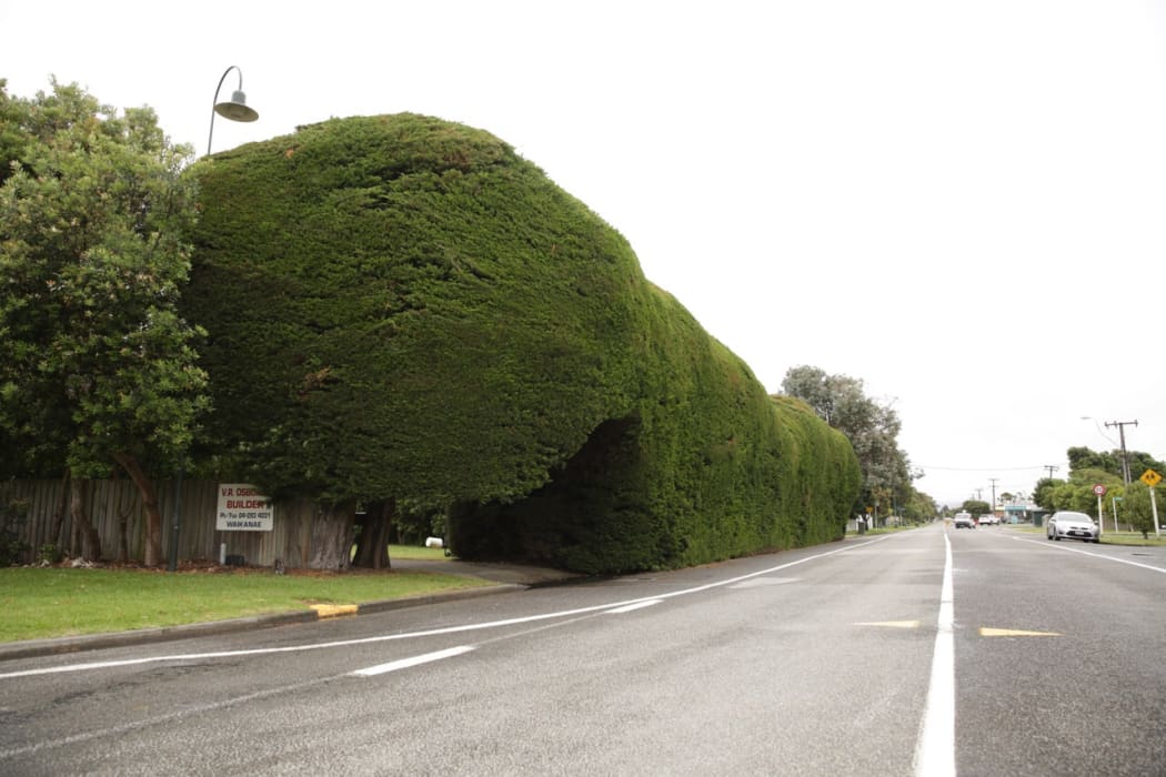 The macrocarpa hedge was planted in the 1930s.