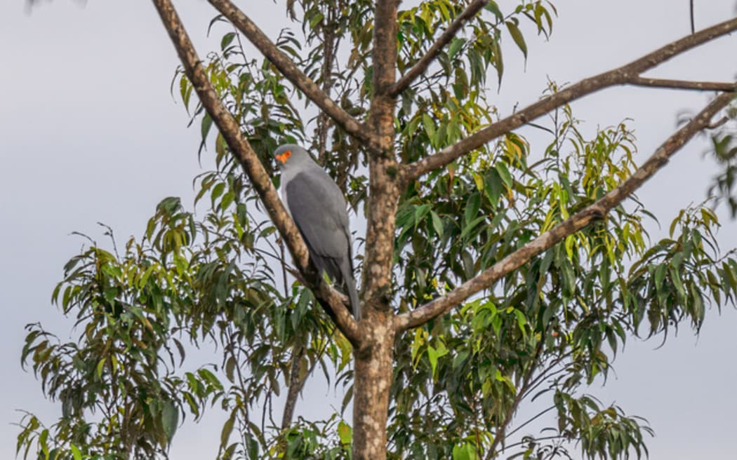 This image of the New Britain Goshawk - undocumented since 1969 - was captured in the Nakanai Ranges by Fiji-based photographer Tom Vierus.