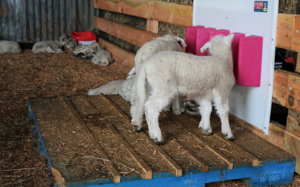 lambs drinking