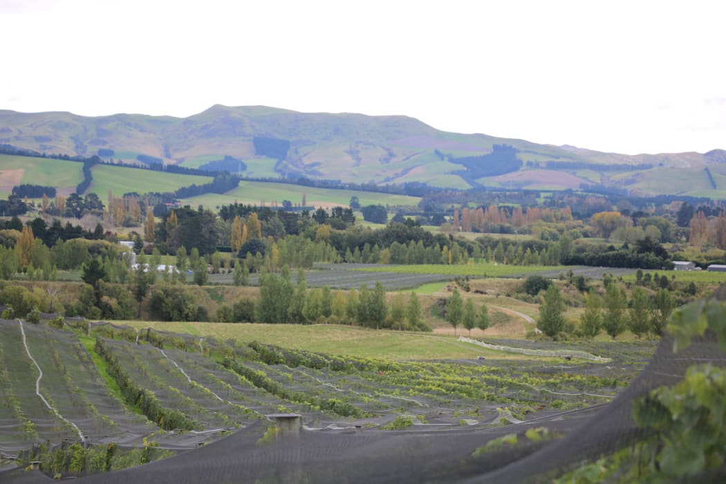 Vineyard ferment at Greystone Wines