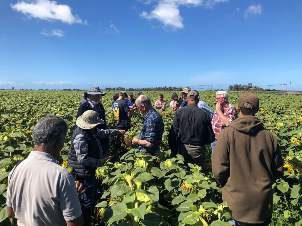 A sunflower crop field day