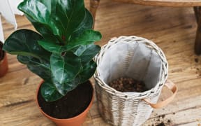 Repotting fiddle leaf fig tree in big modern pot. Ficus lyrata leaves and pot, drainage,garden tools, soil on wooden floor. Process of planting new house tree