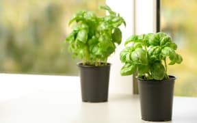 Fresh green basil in pots on window sill