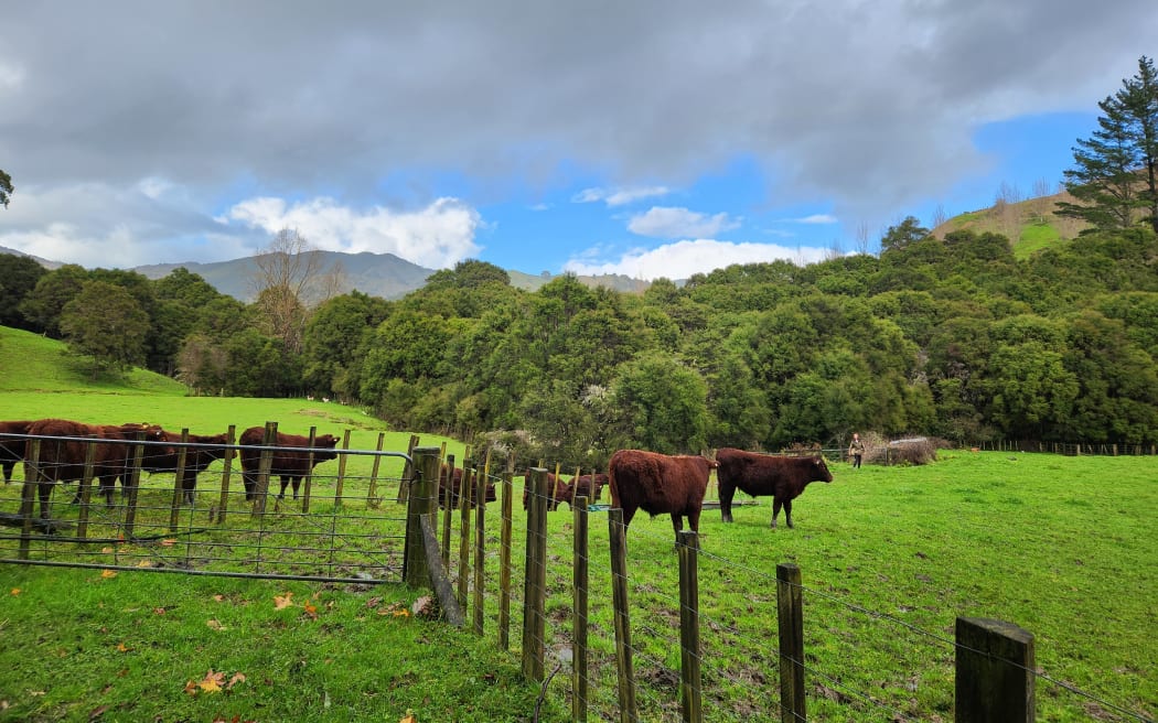 Red Devon cattle are good foragers and have an amazing temperament as well as produce beautiful beef, Lee says.