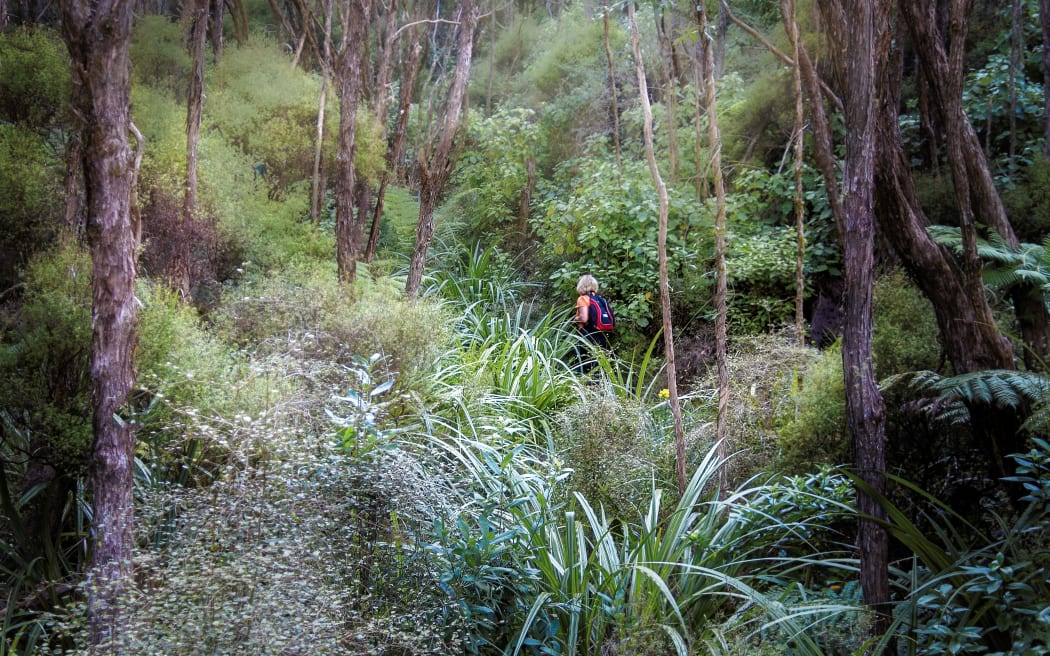 Part of the Tora Coastal Walk goes through regenerating native bush on the farm