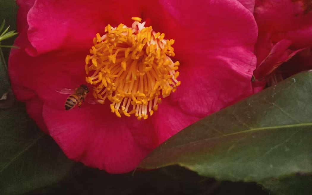 By targeting flowering plants you will likely come across pollinators such as bees