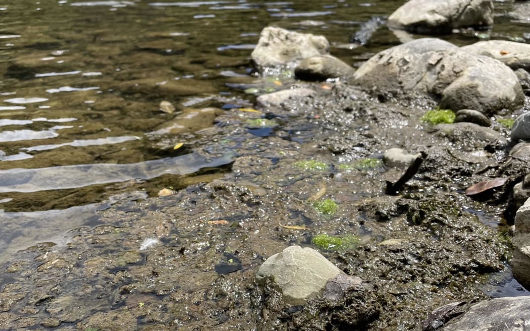 Deatched algal mats accumulated at river's edge