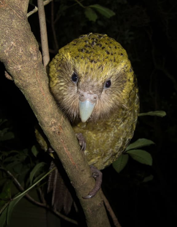 Kākāpō are the world's only flightless and nocturnal parrot.