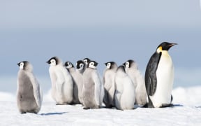 Emperor Penguin with chicks at Snow Hill, Antarctica2018
