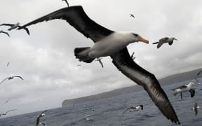 Albatrosses in the subantarctic