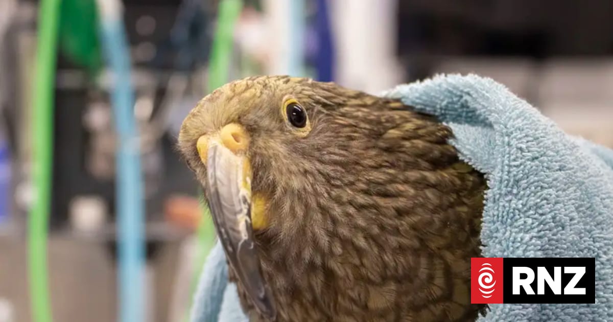 Kea conservationists appeal to local government for help to save native ...