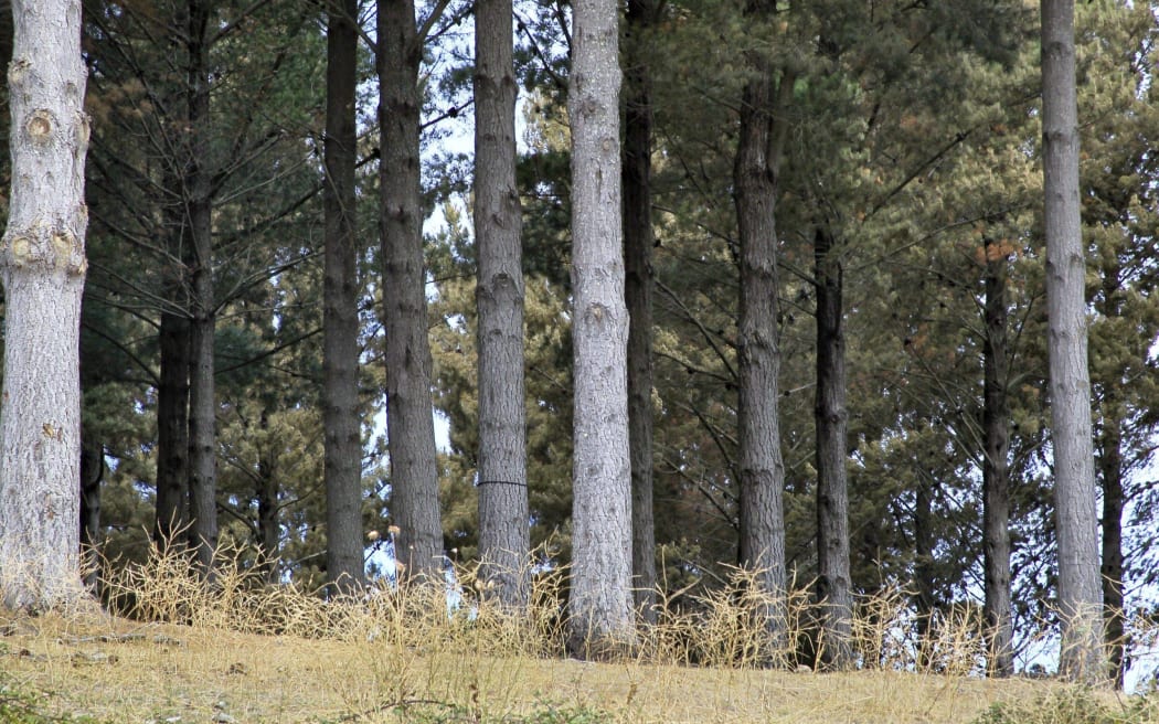 Gisborne district councillors have concerns about potential changes the Government is considering to the National Environmental Standards for Commercial Forestry.