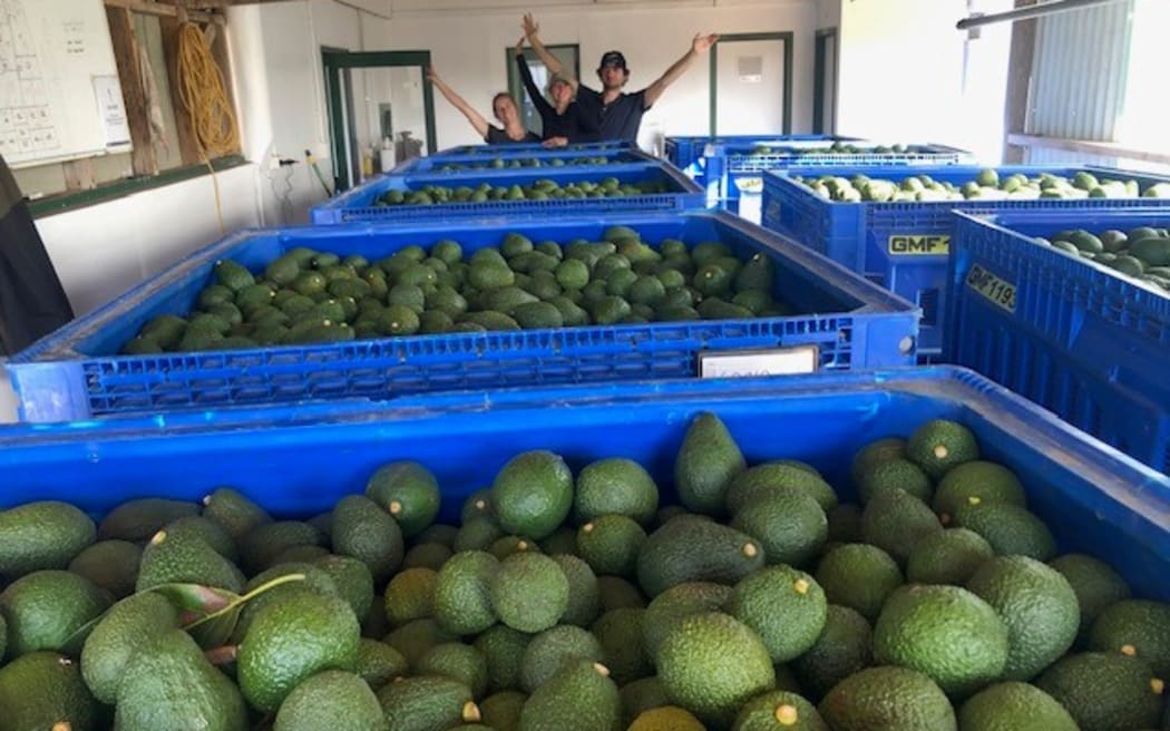 Pickers busy mid-harvest at the Woods family avocado orchard in Maungakaramea southwest of Whangārei.