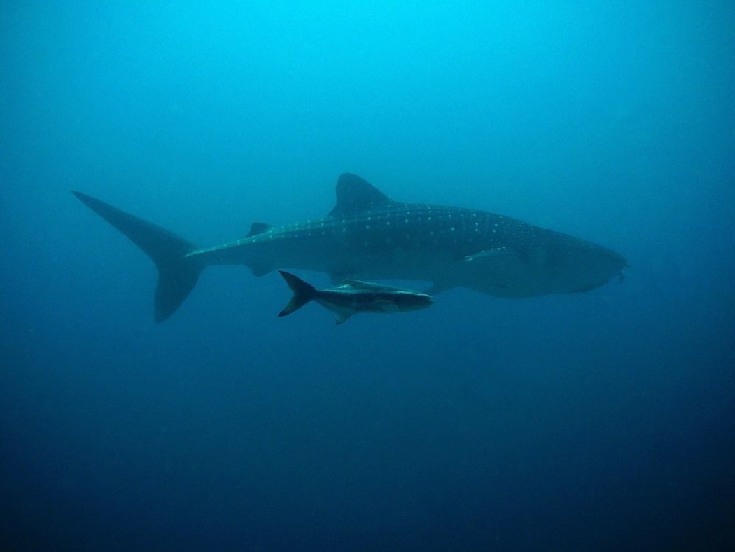 Whales underwater