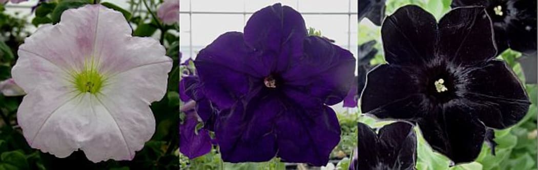 The different colours, patterns and textures of flowers, such as these petunias which have been bred at Plant and Food Research, are the result of a variety of genes being turned on and off at different times.