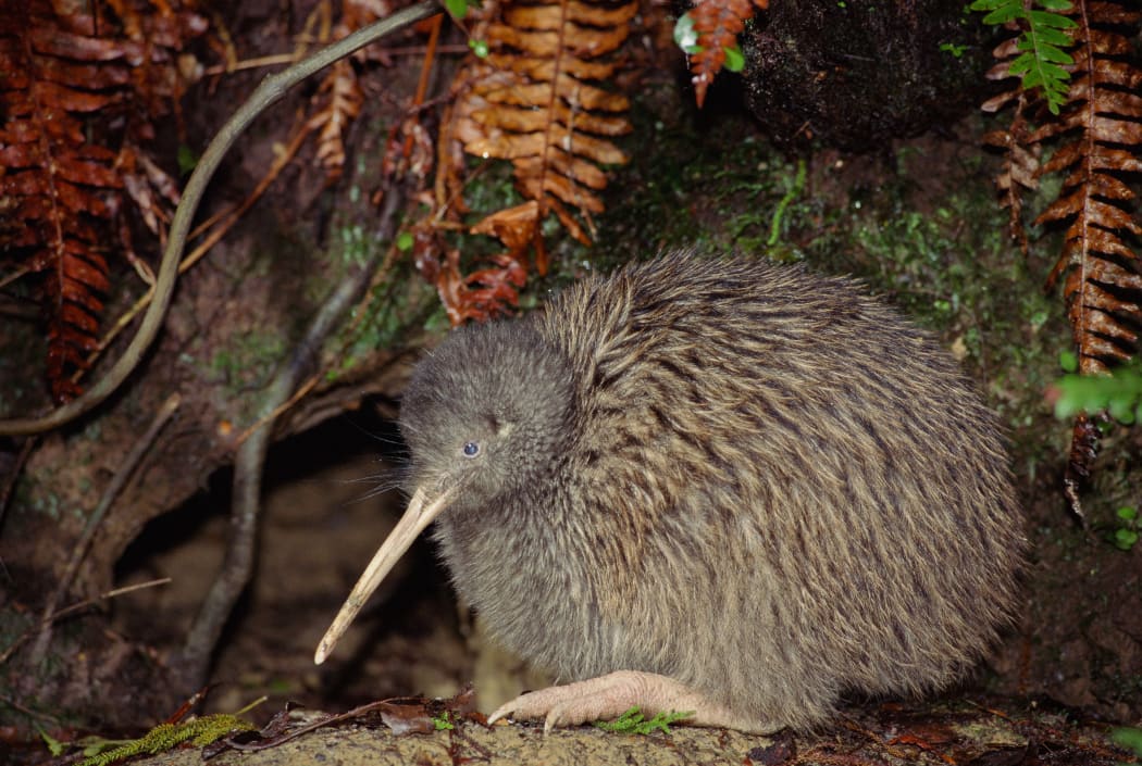 Kiwi are returning to Auckland's Hunua Ranges