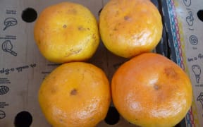 Dwarf moli peli (mandarin) in Auckland which may be suitable for growing in Tonga