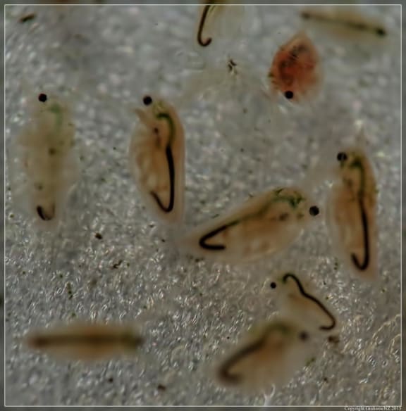 Daphnia are also known as water fleas or cladocera.