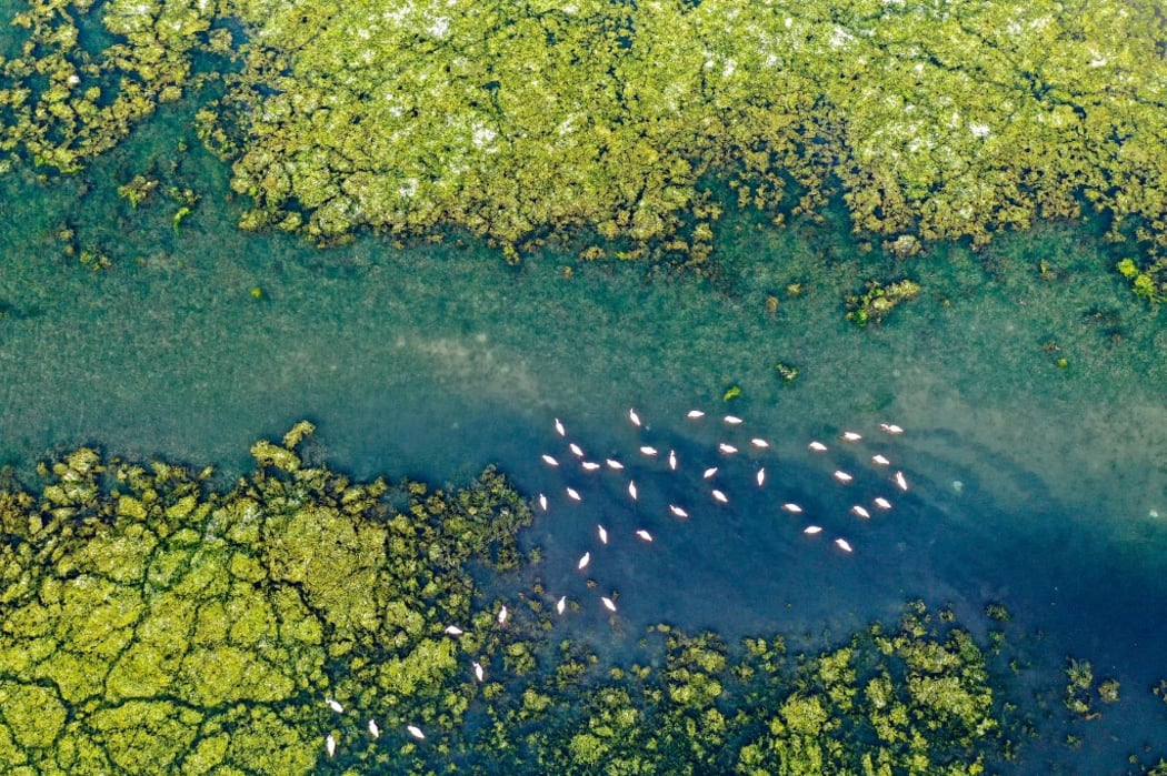 Sea lettuce, which grows due to the increasing of nitrogen and phosphorus because of water pollution, covered water surface of the lagoon, which hosts bird species.
