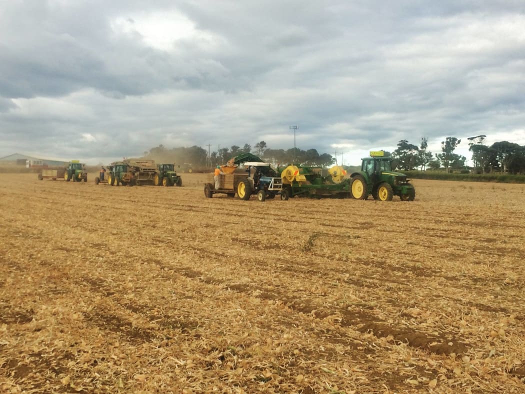 Work underway at Bhana Family Farms. The company has pasture in northern Waikato and its packhouse in the south of the Auckland region.