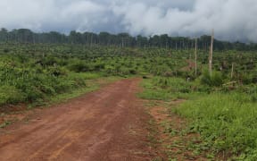 A view of the felled forest after some 850 hectares has been destroyed to plant oil palms in the heart of the Congo Basin forest near Kisangani in the northeastern Democratic Republic of Congo on 25 September 2019.