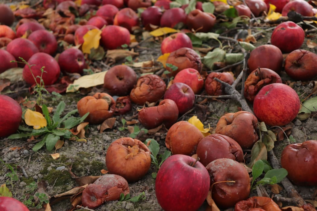 No Fruit rotting on the ground at a Napier orchard.
