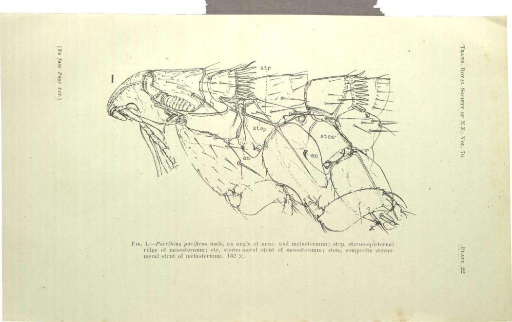 New Zealand Bat Flea