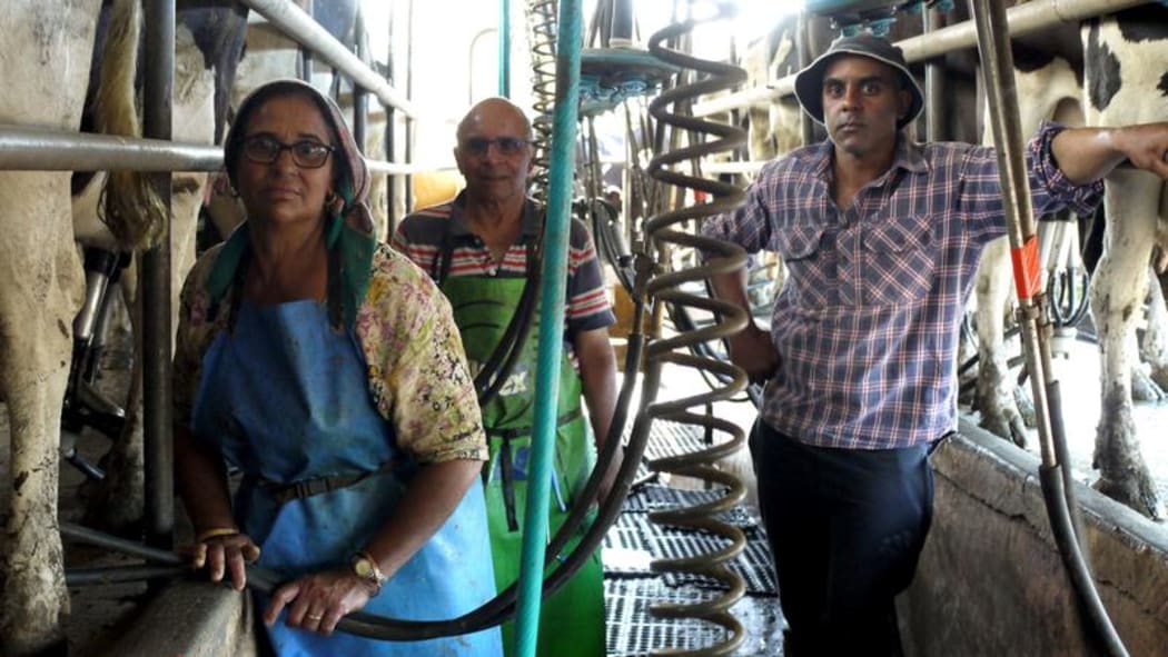 Gurnek's father Mohan, mother Jaspal and Gurnek milking the Friesian herd in the home cow shed in summer.