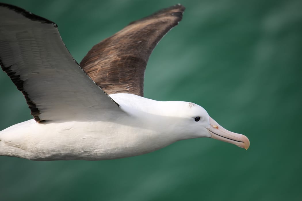Close view of Northern royal albatross in flight, Taiaroa Head, Otago Peninsula.