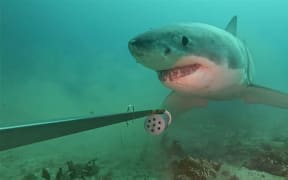 A great white shark was labelled curious, after it was spotted in a video investigating a bait pot put out to capture video footage of species in the Dusky Sound.