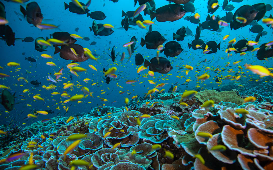 An underwater photograph taken at Kiribati's Southern Line Islands