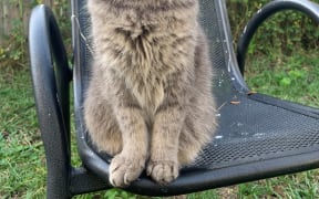 A grey cat sitting on a chair.
