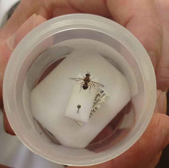 The Queensland fruit fly discovered in Avondale.