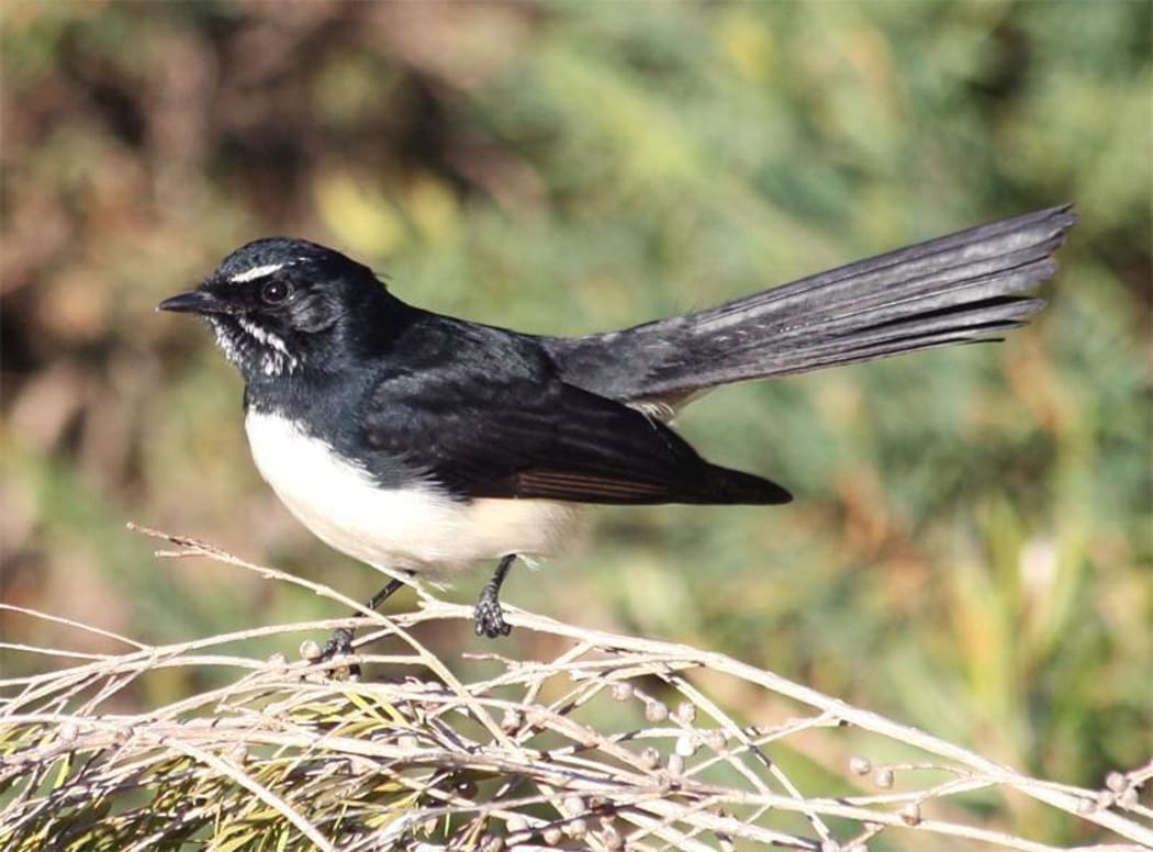 Willie wagtails are nocturnal singers, and potentially very vulnerable to street lighting, and one of the species being investigated by students working with Dr Therésa Jones from the Urban Night Lab.