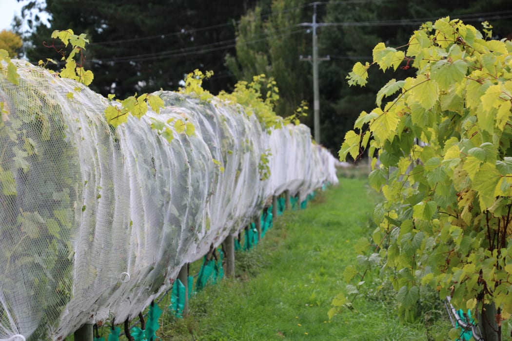 Pinot noir research vineyard