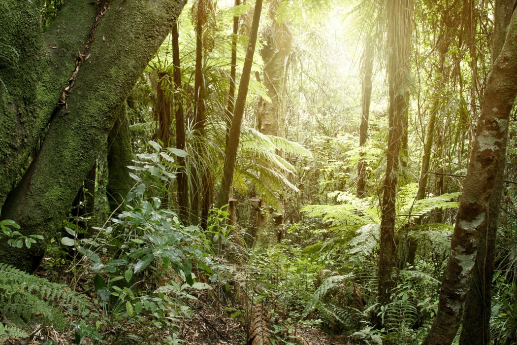 New Zealand native forest