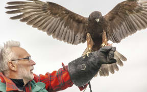 Ron Lindsay with "Tom" the hawk