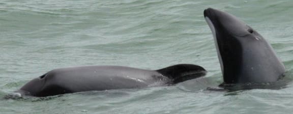 Maui's dolphins.
