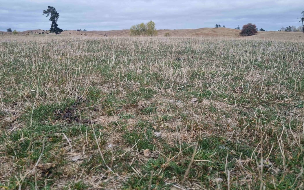 Grass has stopped growing on the Moore's farm in Upper Moutere.