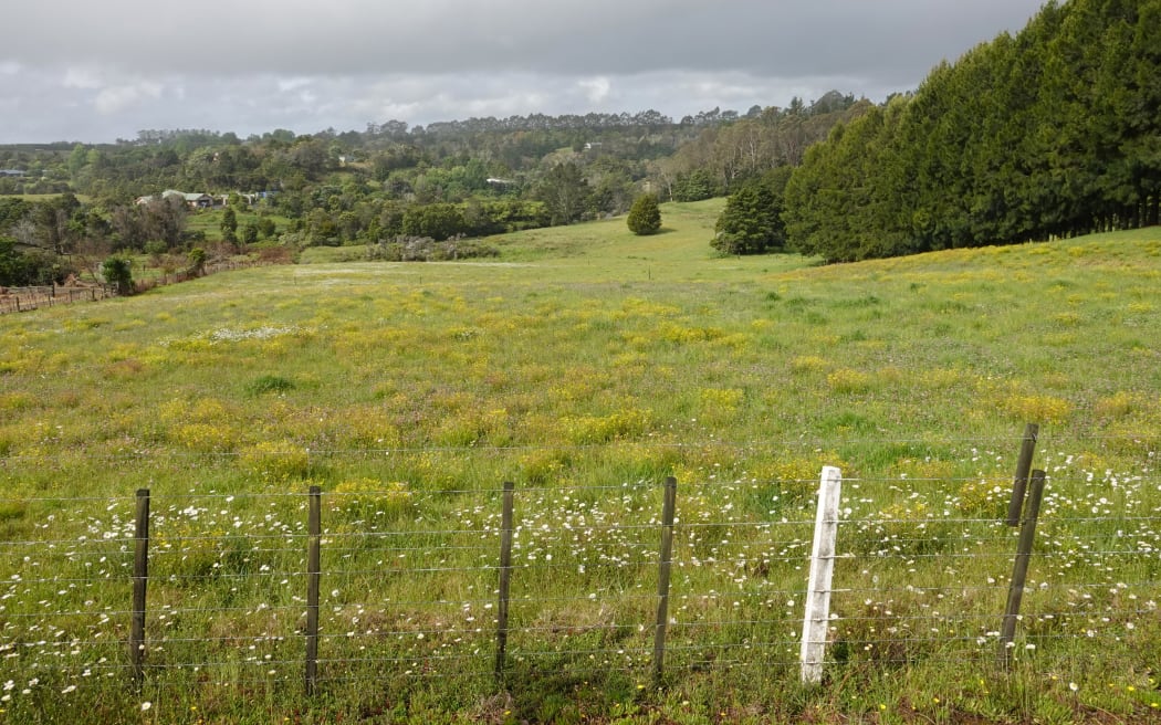 Some fields along SH10 in the Far North are now dominated by Madagascar ragwort.