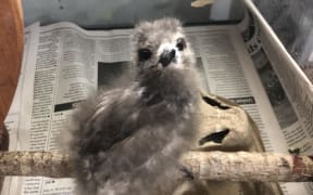 A Kakaia chick.